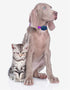 Heavy Duty Nylon Replacement Dog Collar Strap, Compatible with Most Brands of Underground Electric Dog Fences, Pink