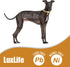 Dog Chain Collar - 15mm 19mm Thick with Quick Release Buckle, 18K Gold Chain for Small Medium Large Dogs (19MM, 22")