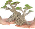Novelsite Fish Tank Decor - Bonsai Trees with Faux Moss, Aquarium Rocks Aquascaping, Sandstone Goldfish Betta Hides