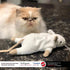 SPOT Big Mouse Bertha Cat Toy with Catnip, Lifelike Plush Mouse, Crinkle Sound, Large 7in Size for Cuddling & Playing