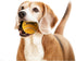 PetSport Squeak Tennis Ball Dog Toys, 3 Pack Small (1.8") Junior Tuff Squeaker Balls for Dogs
