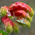 2 5 Inches Shrimp Live Plants, Shrimp Plant Live, Justica Brandegeana Plant from Tall Seedling