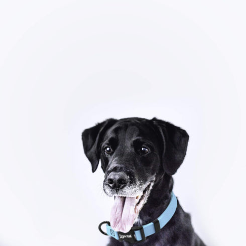 Urban Nomad Dog Collar - Waterproof, Odor Proof, Durable, Anti-Mat & Lightweight - Premium Coated Nylon - Teal, Medium