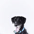 Urban Nomad Dog Collar - Waterproof, Odor Proof, Durable, Anti-Mat & Lightweight - Premium Coated Nylon - Teal, Medium