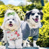 Blueberry Pet Essentials Charcoal Grey Dog Hoodie – 12 inch Cotton-Blend Sweatshirt with Hood, Machine-Washable