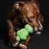 Barkbox Super Chewer Tough Dog Chew Toys for Aggressive Chewers, Dental Stimulating Iguana - Large