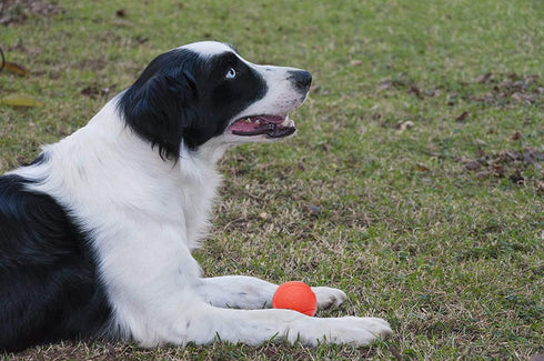 GaesQae Hard Rubber Balls for Dogs, Indestructible Bouncy Ball for Dog Training