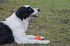 GaesQae Hard Rubber Balls for Dogs, Indestructible Bouncy Ball for Dog Training