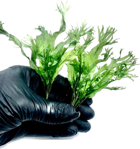 3X Marcus Fish Tanks Java Fern Windelov Microsorum pteropus Lace Java Fern Live Aquarium Plant Planted Tank Beginner