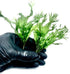 2 1 Marcus Fish Tanks Java Fern Windelov Microsorum pteropus Lace Java Fern Live Aquarium Plants for Aquatic Freshwater