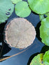 AQUA KT Aquatic Turtle Round Floating Dock, Tortoise Basking Platform with Suction Cup for Reptile Decoration