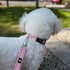 FURRYFECTION Reflective Dog Collar and Leash Set with Quick Release Buckle, Padded Neoprene for Small Medium Large Dogs