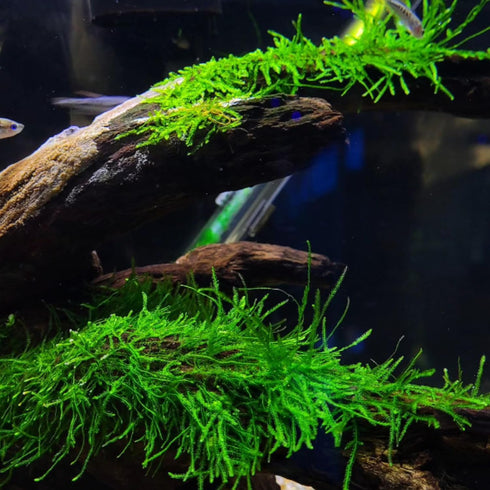 PLANTEREST BUY2GET1FREE Java Moss | Vesicularia Dubyana Freshwater Live Aquarium Plant