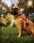Blueberry Pet 4 Colors Soft & Comfy 3M Reflective Jacquard Padded Dog Harness, Chest Girth 30" - 38.5", Large