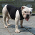 Lovelonglong 2019 Summer Pet Clothing, Dog Clothes Blank T-Shirts, Ribbed Tanks for Bulldog Pit Bull, 100% Cotton Black