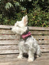 Lionet Paws Christmas Dog Collar with Bowtie - Durable Adjustable Handmade Collar for Large Dogs