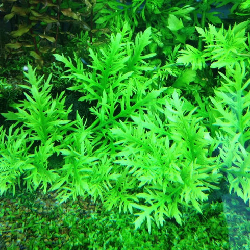 5-7 Water Wisteria Aquarium Live Plant Stems, Water Wisteria Live Aquatic Plants for Freshwater Aquarium, Live Aquarium