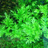 5-7 Water Wisteria Aquarium Live Plant Stems, Water Wisteria Live Aquatic Plants for Freshwater Aquarium, Live Aquarium