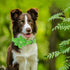Lionheart Glory Green Dog Collar - Flower Print for Large Dogs, Cucumbers Spring Collar with Bows