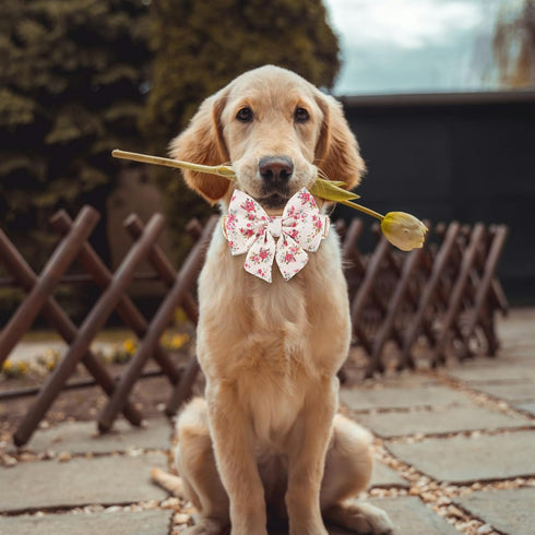 Adjustable Pet Bow Tie and Dog Collar for Lady Small Medium Large Dogs - Cute Lady Bowtie Collar, Comfort Soft Cotton