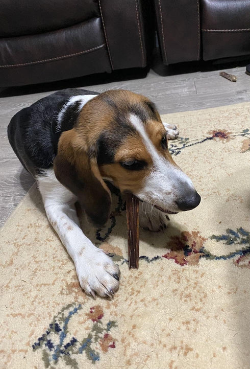 Bully Bunches All Natural 6 Inch Beef Jerky Sticks, Safe and Healthy Dog Treats for Light Chewers, 25 Pk