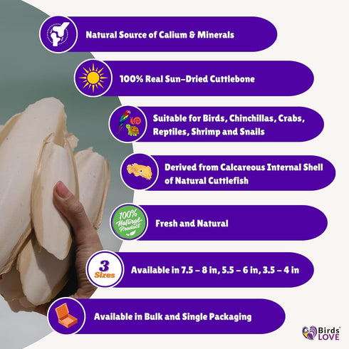Birds LOVE Natural Cuttlebone – Premium Calcium & Trace Mineral Supplement for Avian Species, Tortoises, and Snails - Pure Cuttlebone for Parakeets, Cockatiels & All Birds - Pack of 2, Size 5.5 to 6"