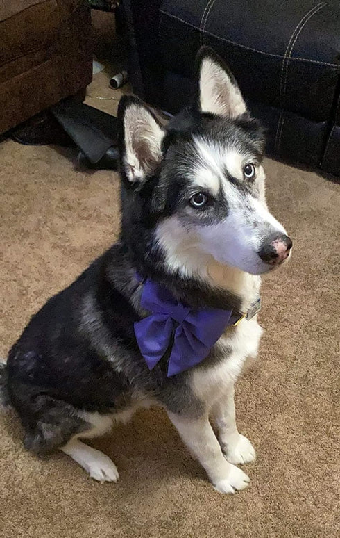 Maca Bates Dog Collar with Bow Bowtie for Dogs, Adjustable Breakaway Purple Collars Accessories, Birthday Gift