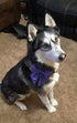 Maca Bates Dog Collar with Bow Bowtie for Dogs, Adjustable Breakaway Purple Collars Accessories, Birthday Gift