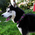 KISSBAK Dog Collar for Large Dogs - Special Design Cute Floral Adjustable Soft Fancy Collar for Girl Puppy, L