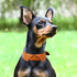 Formal Tuxedo Shirt Collar Style Genuine Leather Collar for Dogs & Cats - Comfortable Napa Padding (Tan, XL 22"-26")