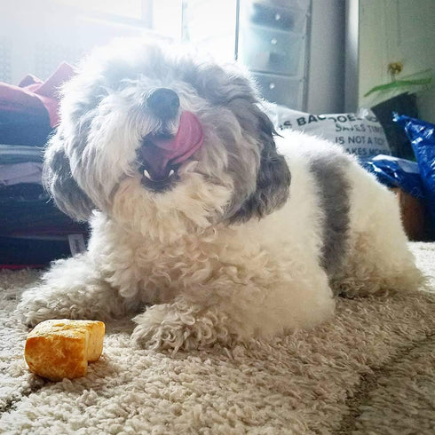 Yeti Natural Yak Cheese Refill Nuggets for Puff and Play Dog Toys, 6 Pieces, 3.5 Oz