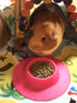 Tip-Proof Ergonomic Pet Bowl, 1/4-Cup Small Size for Guinea Pig and Other Small Pets, Fuchsia (Pink)