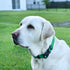 Dogline Biothane Waterproof Dog Collar with Quick Release Buckle, Fits Small to Large Dogs, Teal 1" W 15-23" L