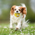 4 Pack Smiley Face Squeaky Dog Toys, 2.8" Soft Latex Rubber Balls for Small Medium Puppy Pet Dogs (Emoji)