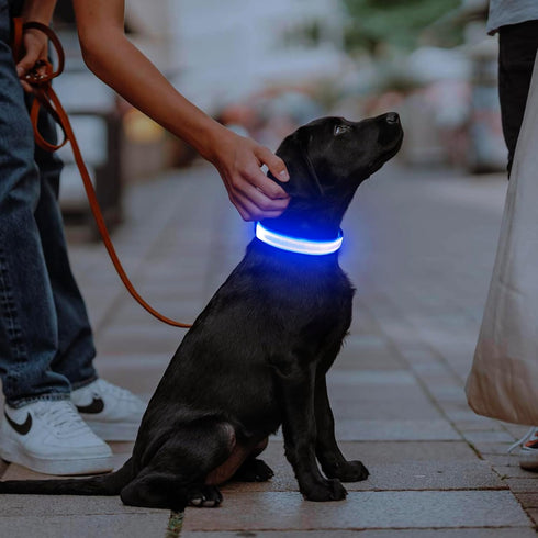 LED Dog Collar, USB Rechargeable Lighted Adjustable Nylon Safety Collar for Dogs Glow in The Dark (Blue, Medium)