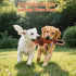 Drmstow Plush Dog Toys with Rope, Squeaker & Crinkle Paper Interactive Squeaky Chew Toy for Large Dogs & Puppies Tough