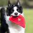 Nerf Dog Nylon Flyer Dog Toy, Lightweight Flying Disc, 9 inch diameter, for Medium/Large Breeds, Red