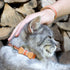 Pettsie Breakaway Cat Collar with Bow Tie and Matching Bracelet, Adjustable Cotton Kitten Collar, 8-11 Inches, Orange