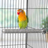 Hypeety Bird Parrot Stainless Steel Stand, 7.19 x 0.75 inch Perch Rod for Cage Accessories