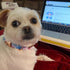 Elegant little tail Colorful Pattern Dog Collar, Durable Adjustable Pet Collar for X-Large Dogs