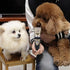 Professional Pet Dog Grooming Clippers, Rechargeable Cordless Hair Clippers with Comb, Low Noise for Dogs and Cats