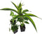 Josh's Frogs 18x18x25 Crested Gecko Vivarium Plant Kit