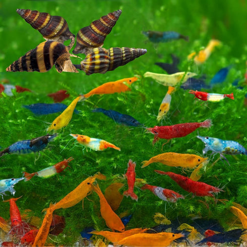 Swimming Creatures Freshwater Aquarium Shrimp - A Perfect Combo to Brighten Your