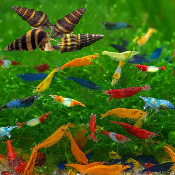 Swimming Creatures Freshwater Aquarium Shrimp - A Perfect Combo to Brighten Your