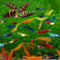 Swimming Creatures Freshwater Aquarium Shrimp - A Perfect Combo to Brighten Your