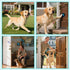 Yoiilifee Training,1000 IP65 60 (2 Dog Doorbell to Go Outside, Smart Wireless Doggie Doorbell for Potty Feet Long Range