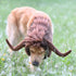 Onmygogo Funny Pet Moose Costumes for Dogs, Cute Furry Wig for Halloween Christmas, Pet Clothing Accessories, Size L