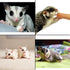 Chinchillas, Marmosets, (5.5 oz.) Yogu Drops - All Natural Healthy Yogurt Treat - for Sugar Gliders, Prairie Dogs