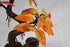 Penn-PLAX Deco-Replicas Bonsai Tree Aquarium Decoration – Orange – 8” Height, Safe for Freshwater and Saltwater Fish