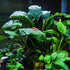 Generic Java Fern and Anubias Aquarium Plant Bundle - Live Freshwater Plants for Aquascaping, Low Maintenance, Easy